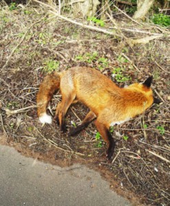 160310A- Dead Fox Peterborough Road