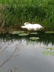 Dead Swan 1